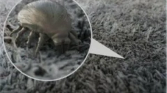 Lůžka klíšťata a jak se jich zbavit
